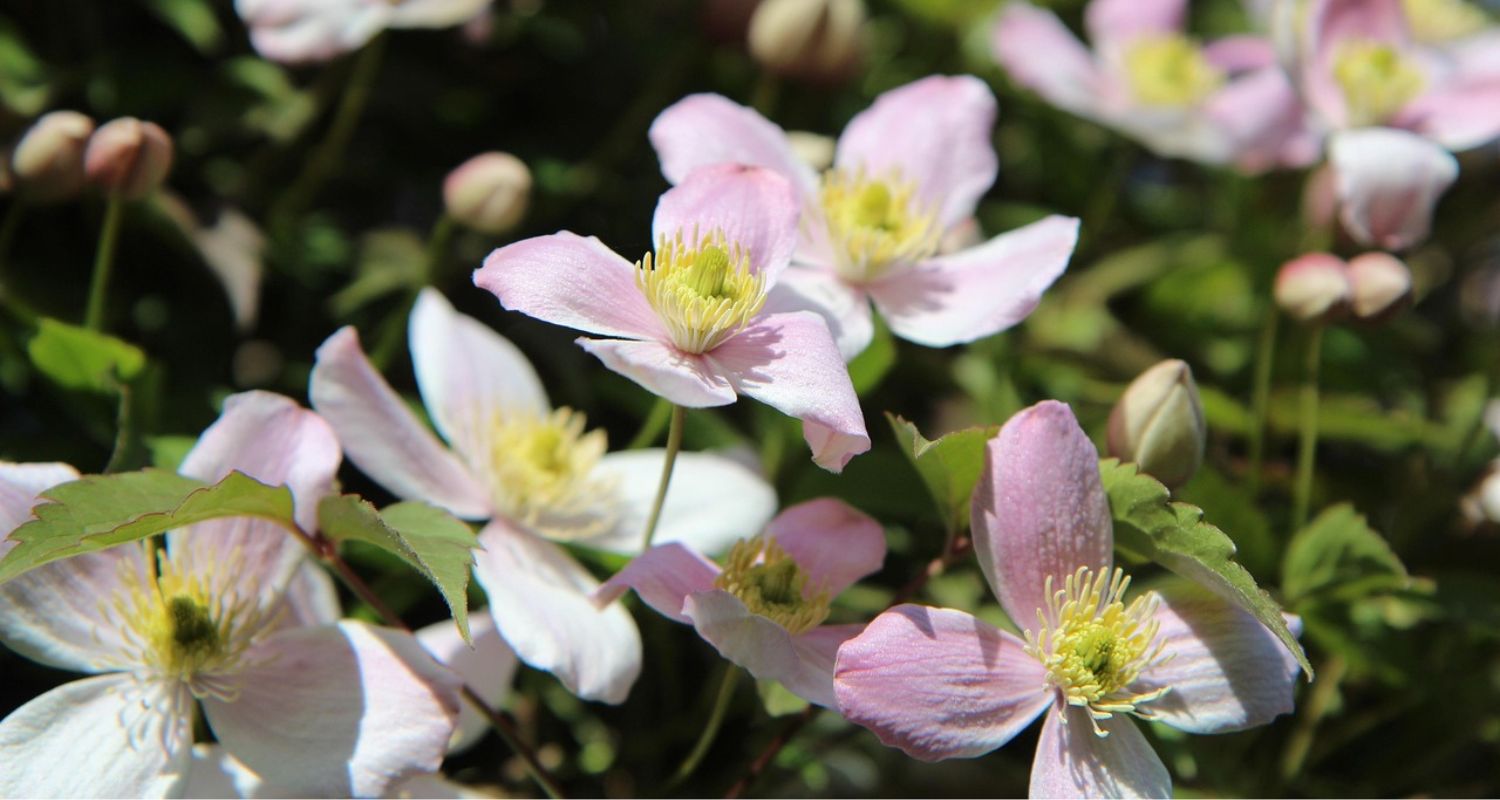 How to Plant Clematis