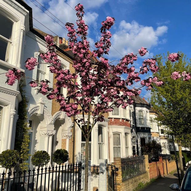 Purple Leaf Cherry Blossom Tree | Prunus serrulata 'Royal Burgundy' Ornamental Trees