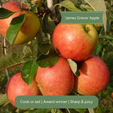 Stepover Apple Tree Trained Fruit Trees