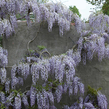 Japanese Wisteria | Wisteria floribunda 'Domino' Climbing Plants