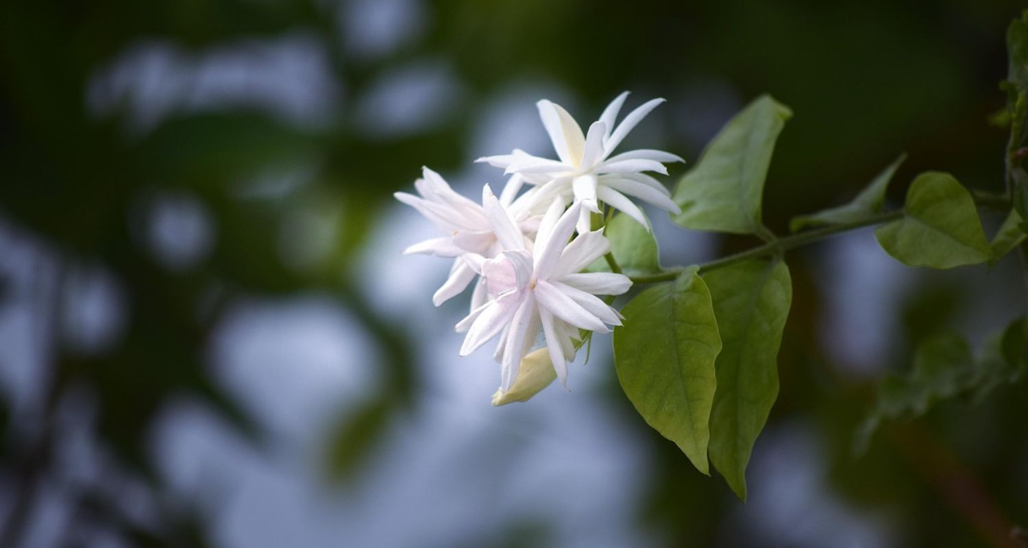 Jasmine Plant Care Guide