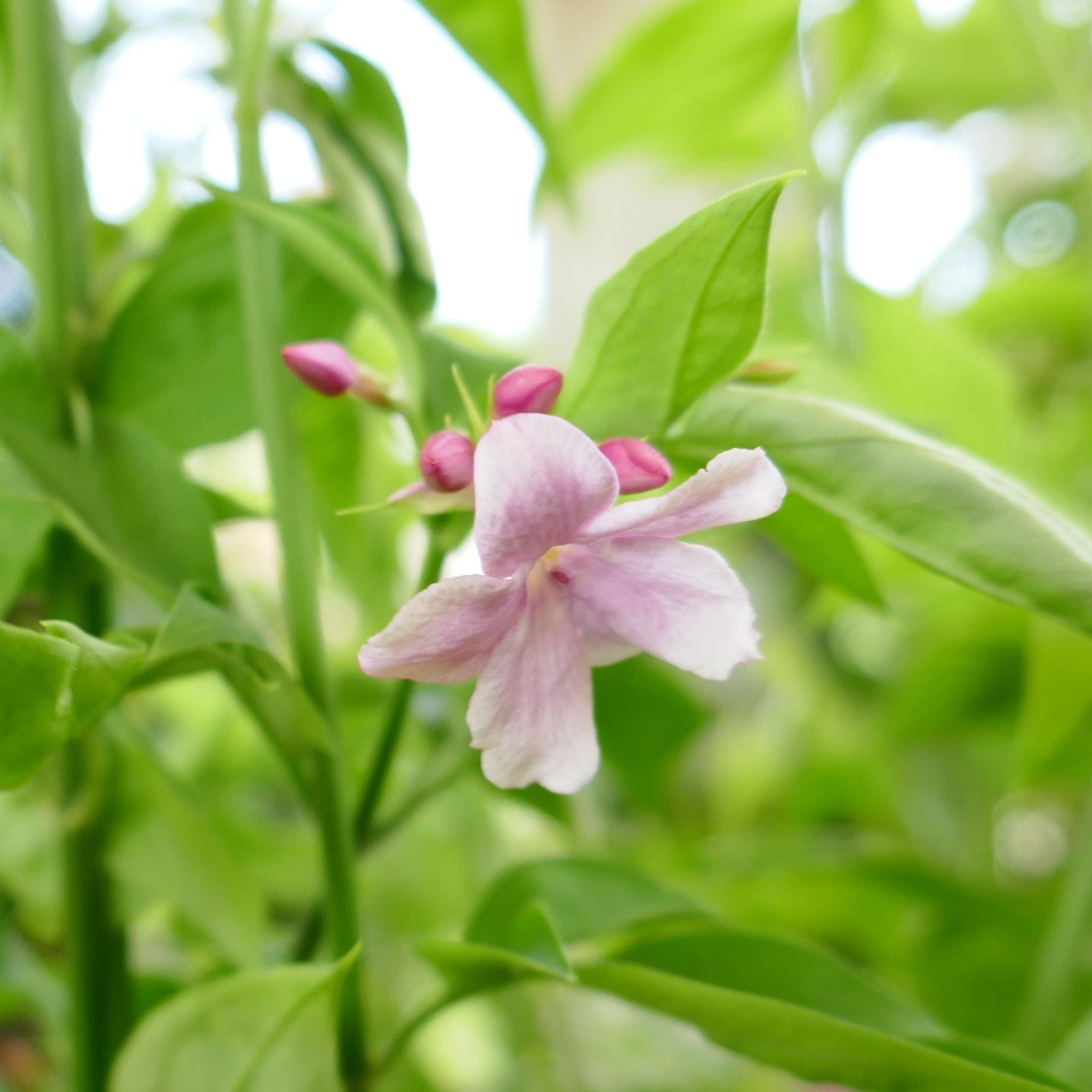 Stephan Jasmine | Jasminum x stephanense