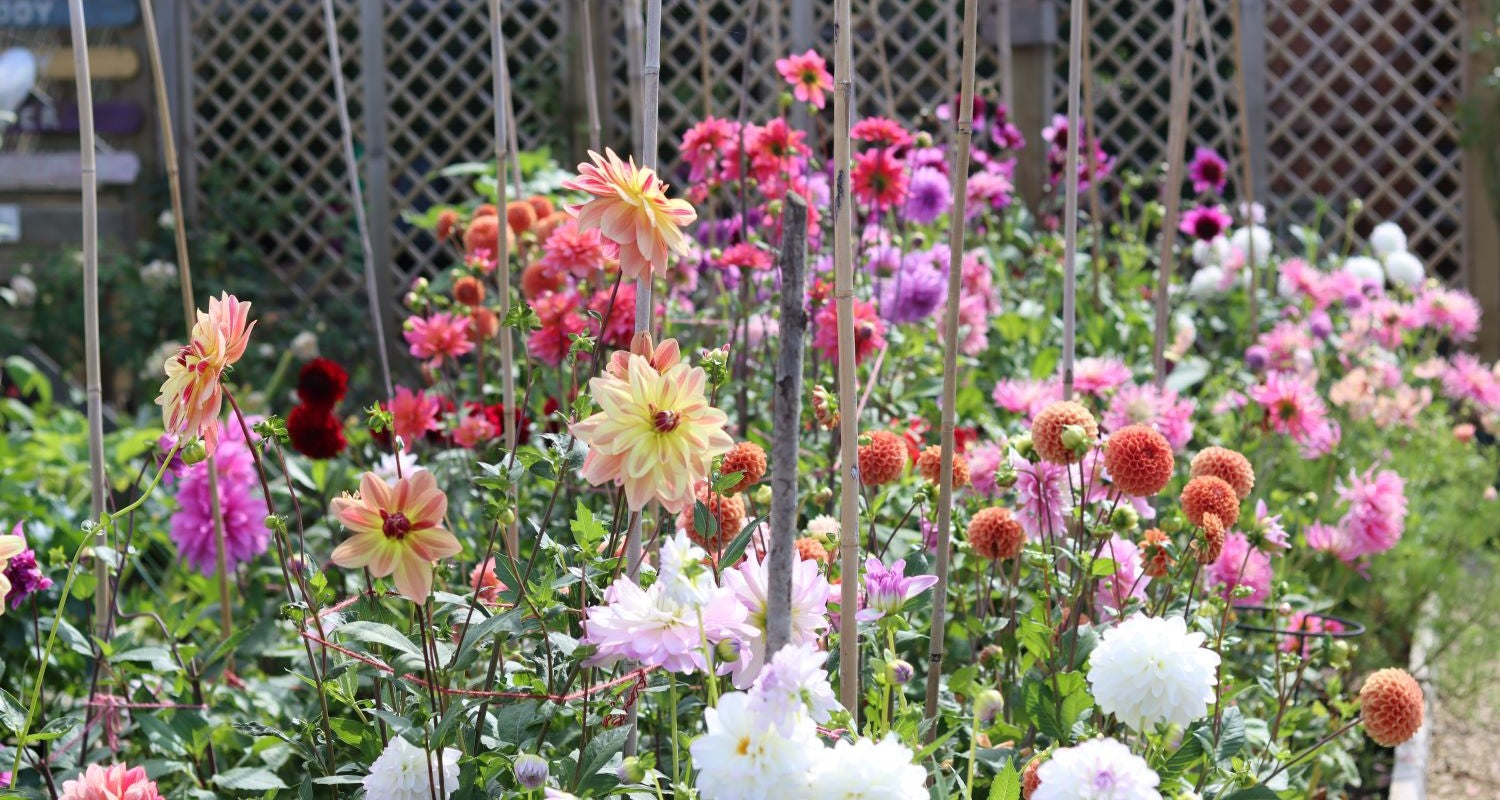 Jenny’s Dahlia Garden - September Garden of the Month