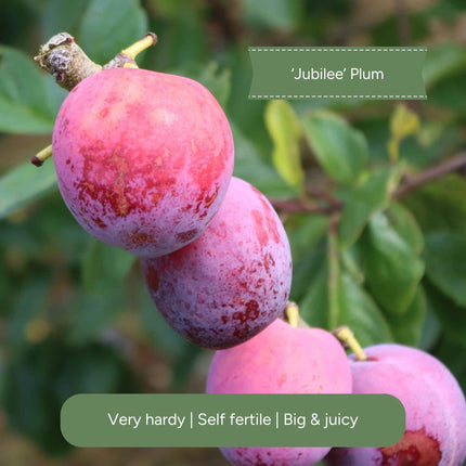 Patio Plum Tree Trained Fruit Trees