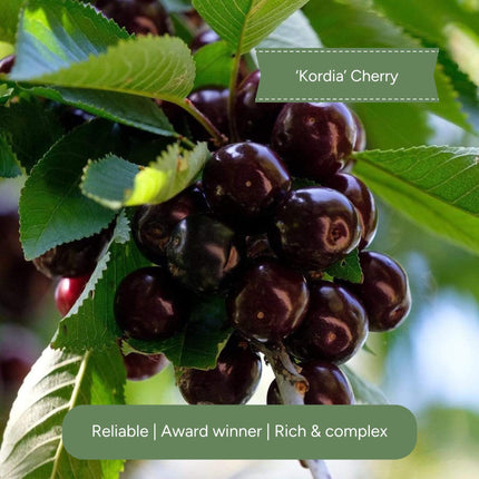 Patio Cherry Tree Trained Fruit Trees