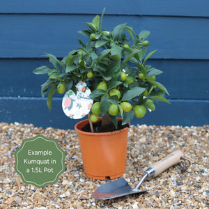 Grafted Patio Kumquat Tree Trained Fruit Trees