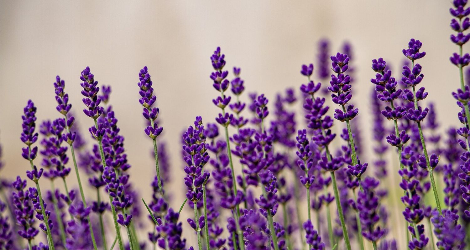 Lavender Not Flowering? Your Issues Solved