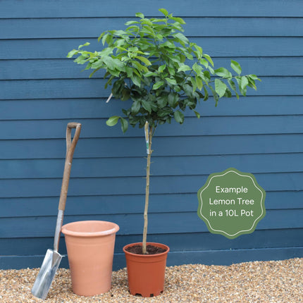 Grafted Patio Lemon Tree | 4 Seasons Lemon Trained Fruit Trees