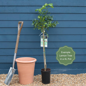 Grafted Patio Lemon Tree | 4 Seasons Lemon Trained Fruit Trees