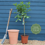 Grafted Patio Lemon Tree | 4 Seasons Lemon Trained Fruit Trees