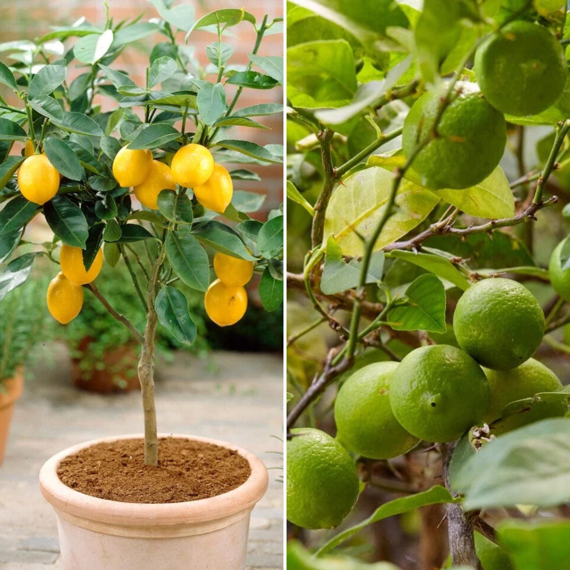 Lemon and Lime Trees | Perfect Partners