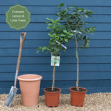 Lemon and Lime Trees | Perfect Partners Trained Fruit Trees