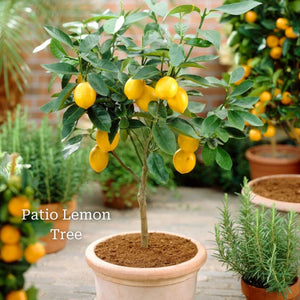 The Best Tree Gifts Trained Fruit Trees