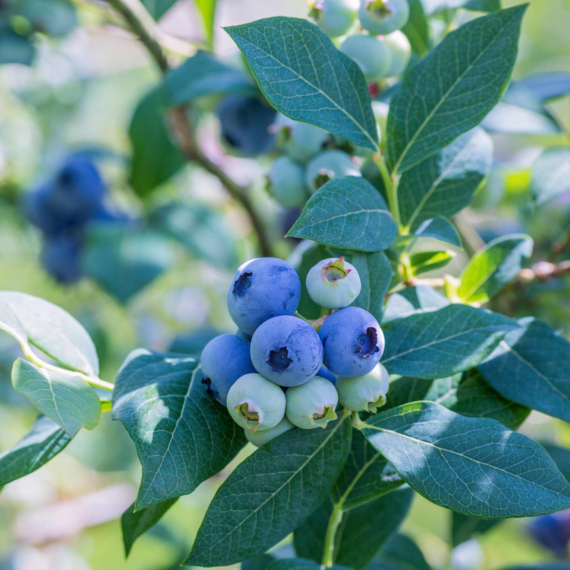 'Liberty' Blueberry Bush