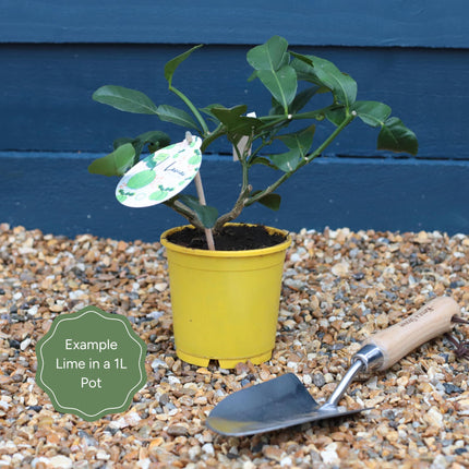 Kaffir Lime Tree | Citrus hystrix Trained Fruit Trees