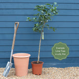 'Tahiti' Patio Lime Tree Trained Fruit Trees