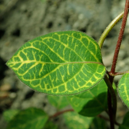 Variegated Japanese Honeysuckle | Lonicera japonica 'Aureoreticulata'