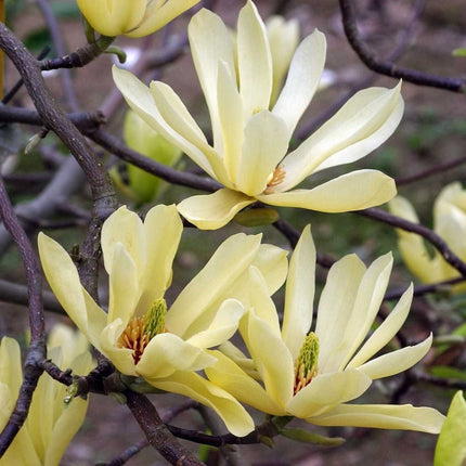 Magnolia 'Butterflies' Ornamental Trees