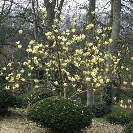 Magnolia 'Butterflies' Ornamental Trees