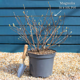 Star Magnolia Tree | Magnolia stellata 'Water Lily' Ornamental Trees