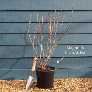 Star Magnolia Tree | Magnolia stellata 'Water Lily' Ornamental Trees