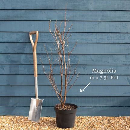 Dwarf Purple Magnolia Tree | Magnolia 'Susan' Ornamental Trees