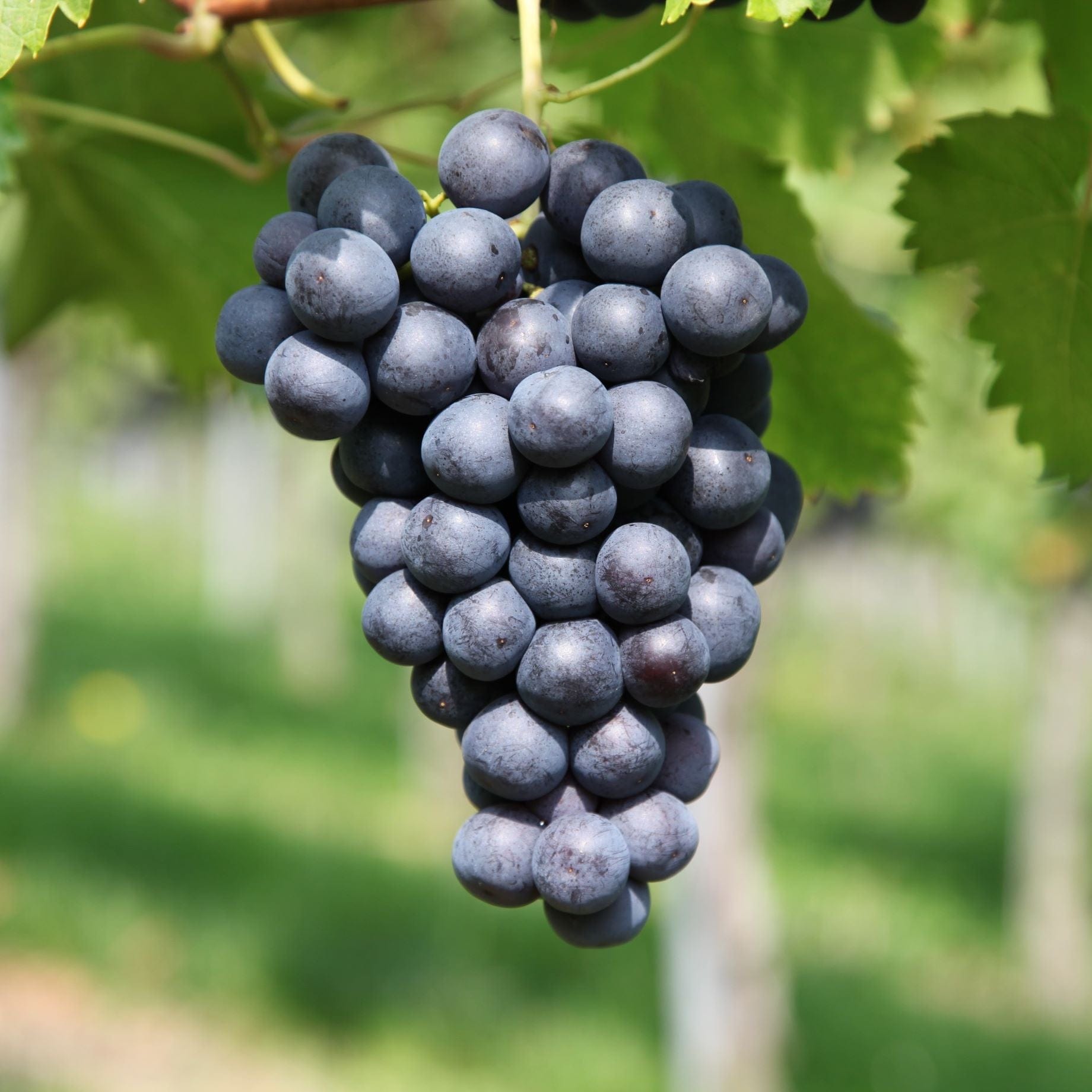 'Maréchal Foch' Outdoor Grape Vine