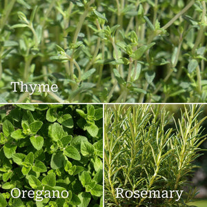 Mediterranean Herb Plants Collection Vegetables