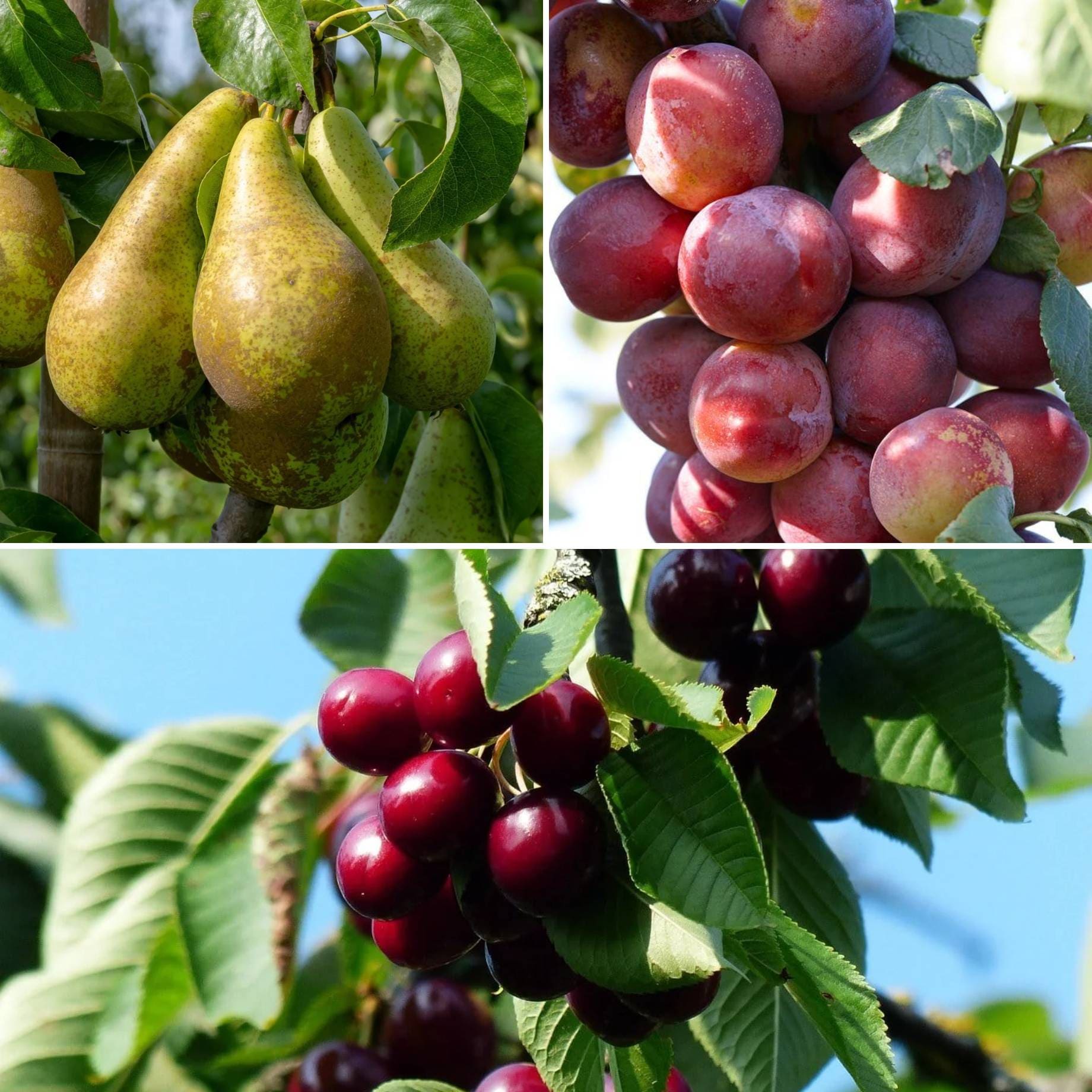 Mini Orchard Collection | Cherry, Pear & Plum Trees – Roots Plants