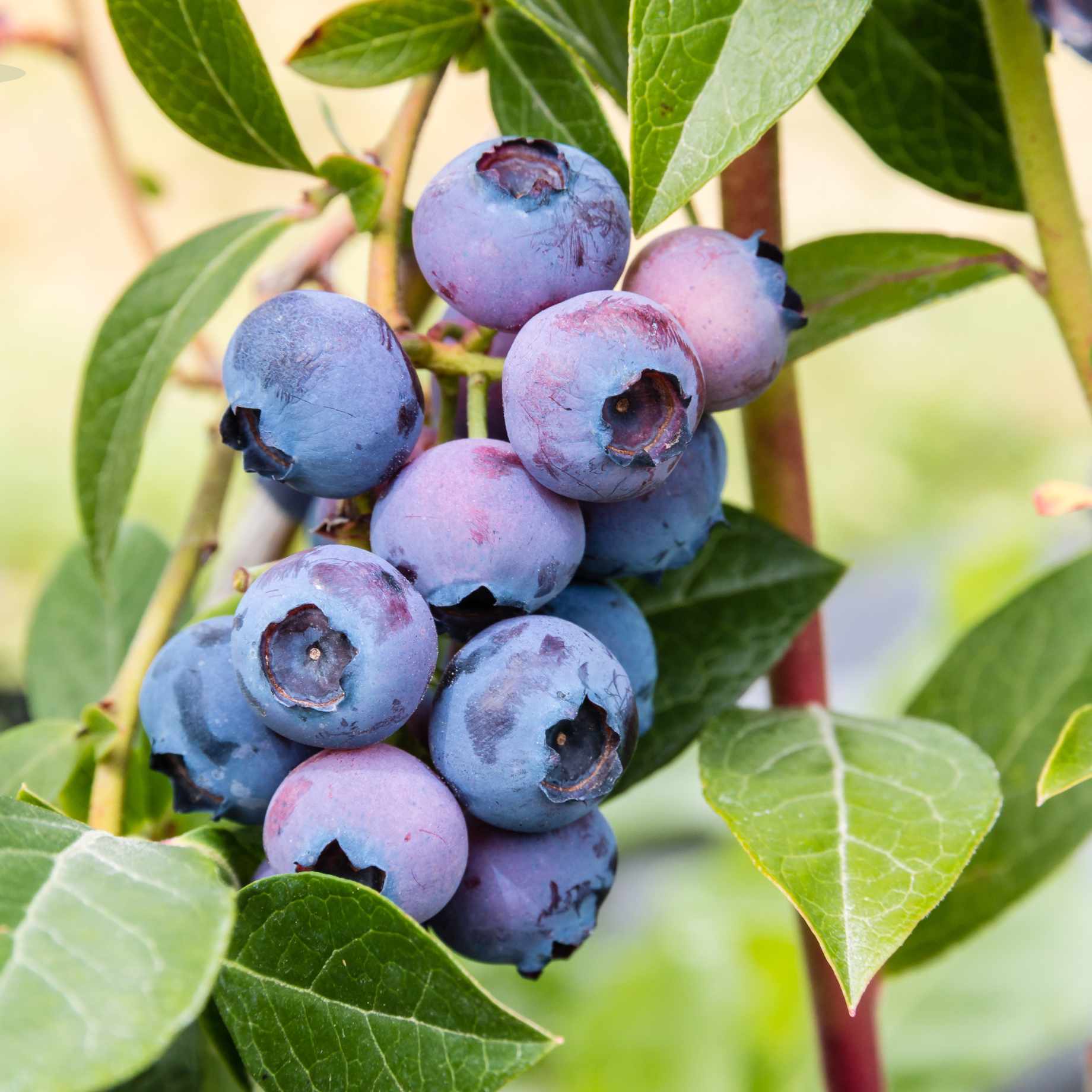 'Northland' Blueberry Bush