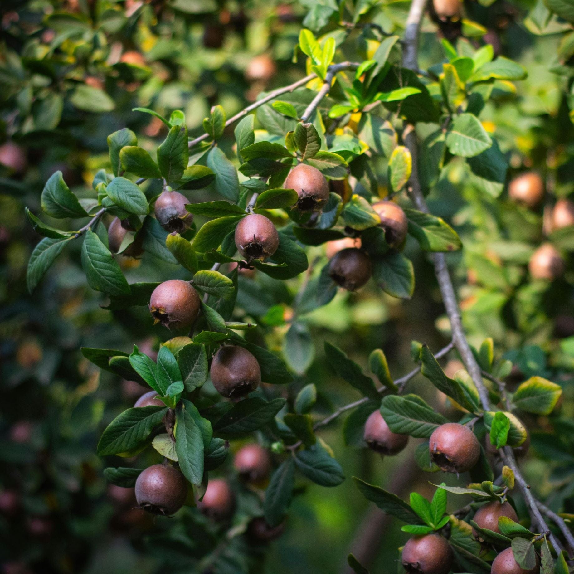 'Nottingham' Medlar Tree