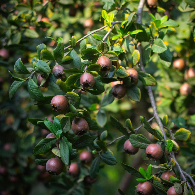 'Nottingham' Medlar Tree Soft Fruit