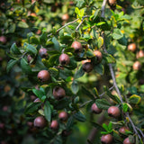 'Nottingham' Medlar Tree Soft Fruit