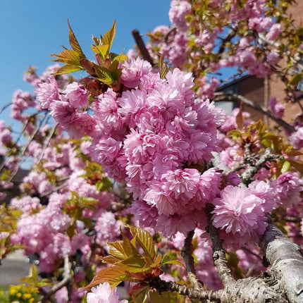 Patio Cherry Blossom Tree | Prunus 'Kiku-shidare-zakura' Ornamental Trees