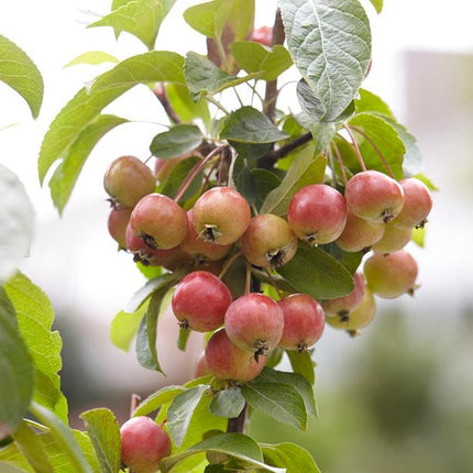 Patio Crabapple Tree | Malus 'Evereste'