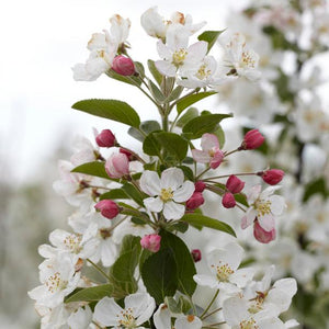 Patio Crabapple Tree | Malus 'Evereste'