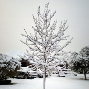 Sweetgum Tree | Liquidambar styraciflua 'Lane Roberts' Ornamental Trees