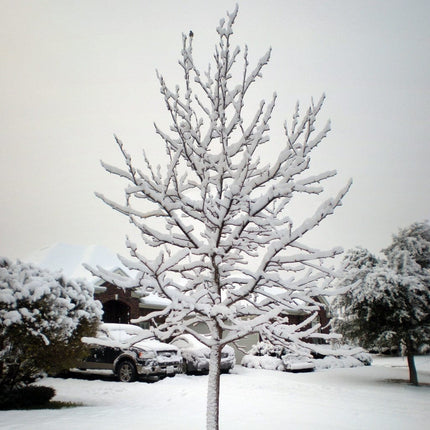 Sweetgum Tree | Liquidambar styraciflua 'Lane Roberts' Ornamental Trees