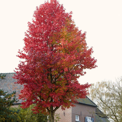 Sweetgum Tree | Liquidambar styraciflua 'Lane Roberts' Ornamental Trees