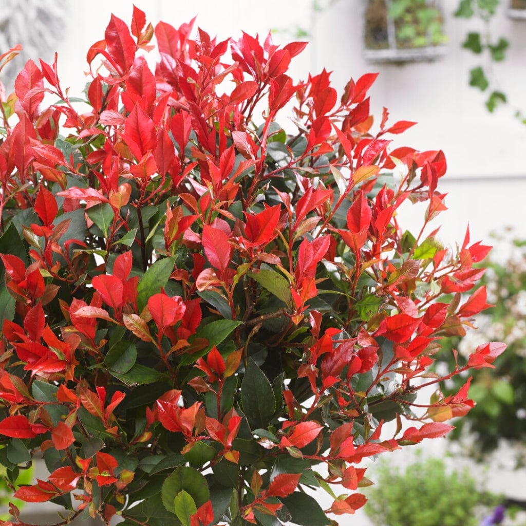 Photinia 'Red Robin' Patio Tree – Roots Plants