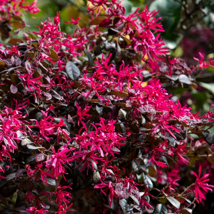 Mini-Standard Loropetalum Tree | Chinese Fringe Flower Ornamental Trees