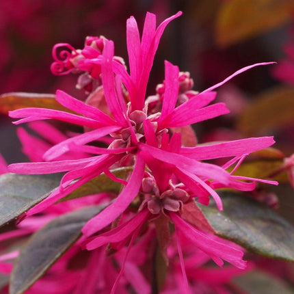 Mini-Standard Loropetalum Tree | Chinese Fringe Flower Ornamental Trees