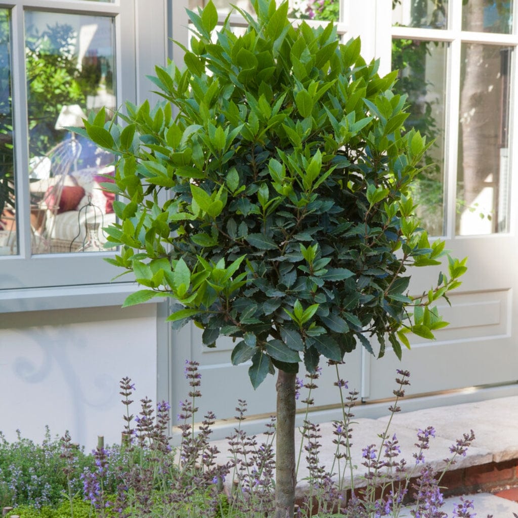 Bay Laurel Tree | Laurus Nobilis - Roots Plants