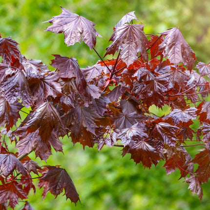 Norway Maple Tree | Acer platanoides 'Crimson Sentry' Ornamental Trees