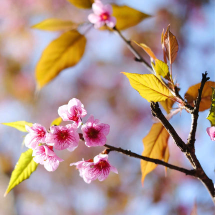 Pink Cherry Blossom Tree | Prunus 'Collingwood Ingram' Ornamental Trees