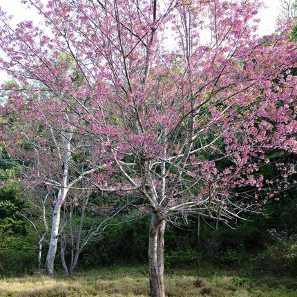 Pink Cherry Blossom Tree | Prunus 'Collingwood Ingram' Ornamental Trees