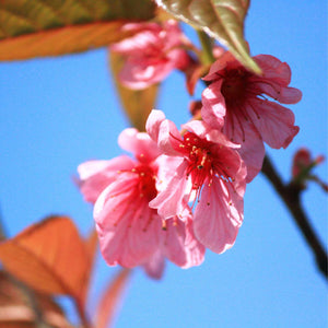 Pink Cherry Blossom Tree | Prunus 'Collingwood Ingram' Ornamental Trees