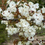 Japanese Cherry Blossom Tree | Prunus 'Ukon' Ornamental Trees