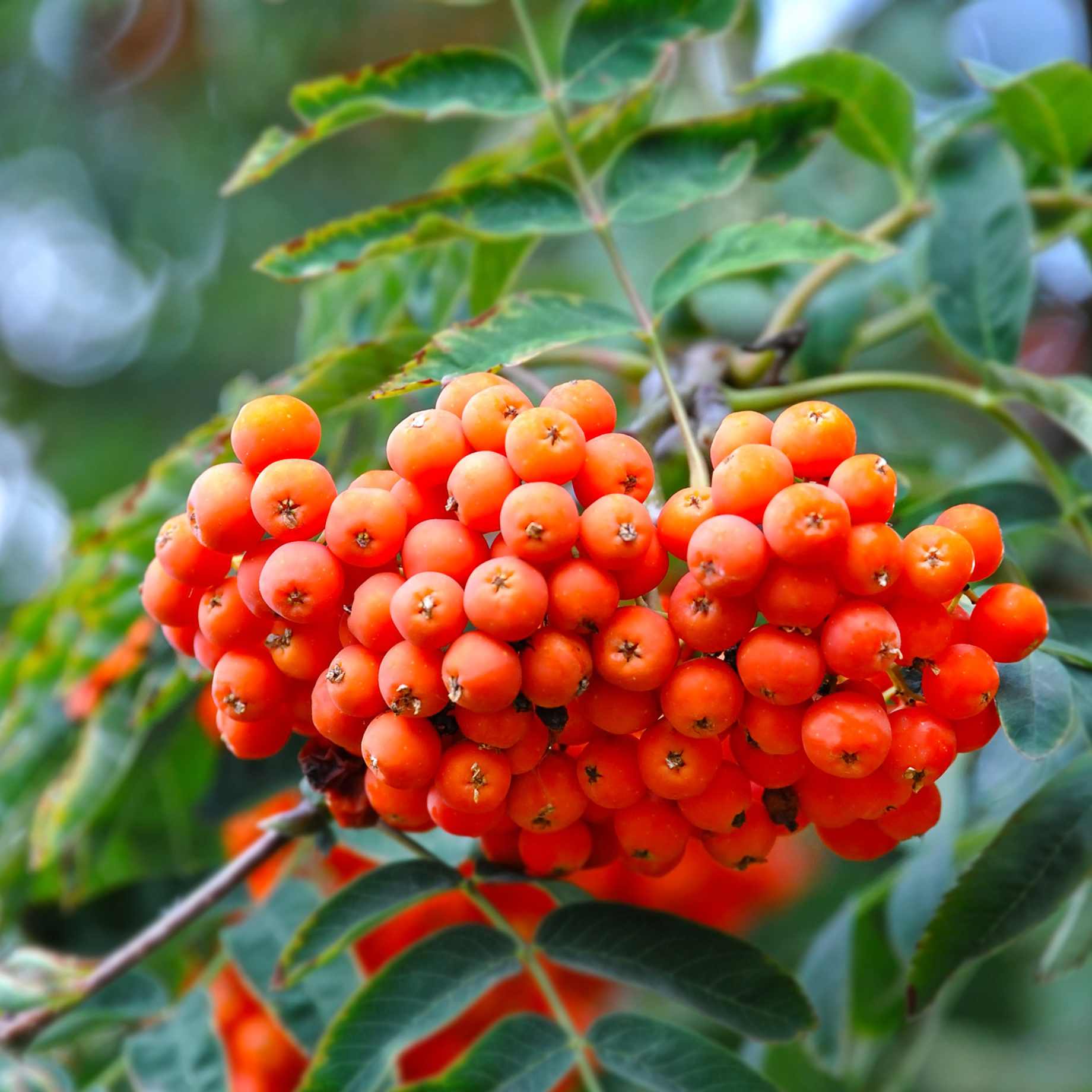 Mountain Ash Rowan Tree | Sorbus arnoldiana 'Apricot Queen'