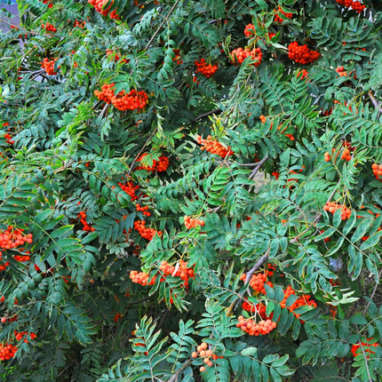 Mountain Ash Rowan Tree | Sorbus arnoldiana 'Apricot Queen' Ornamental Trees